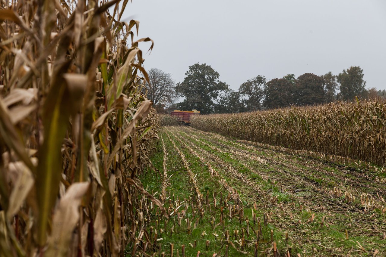 Bild 111 - Biogas am 21.10.12